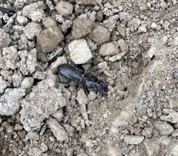 Ground Beetle