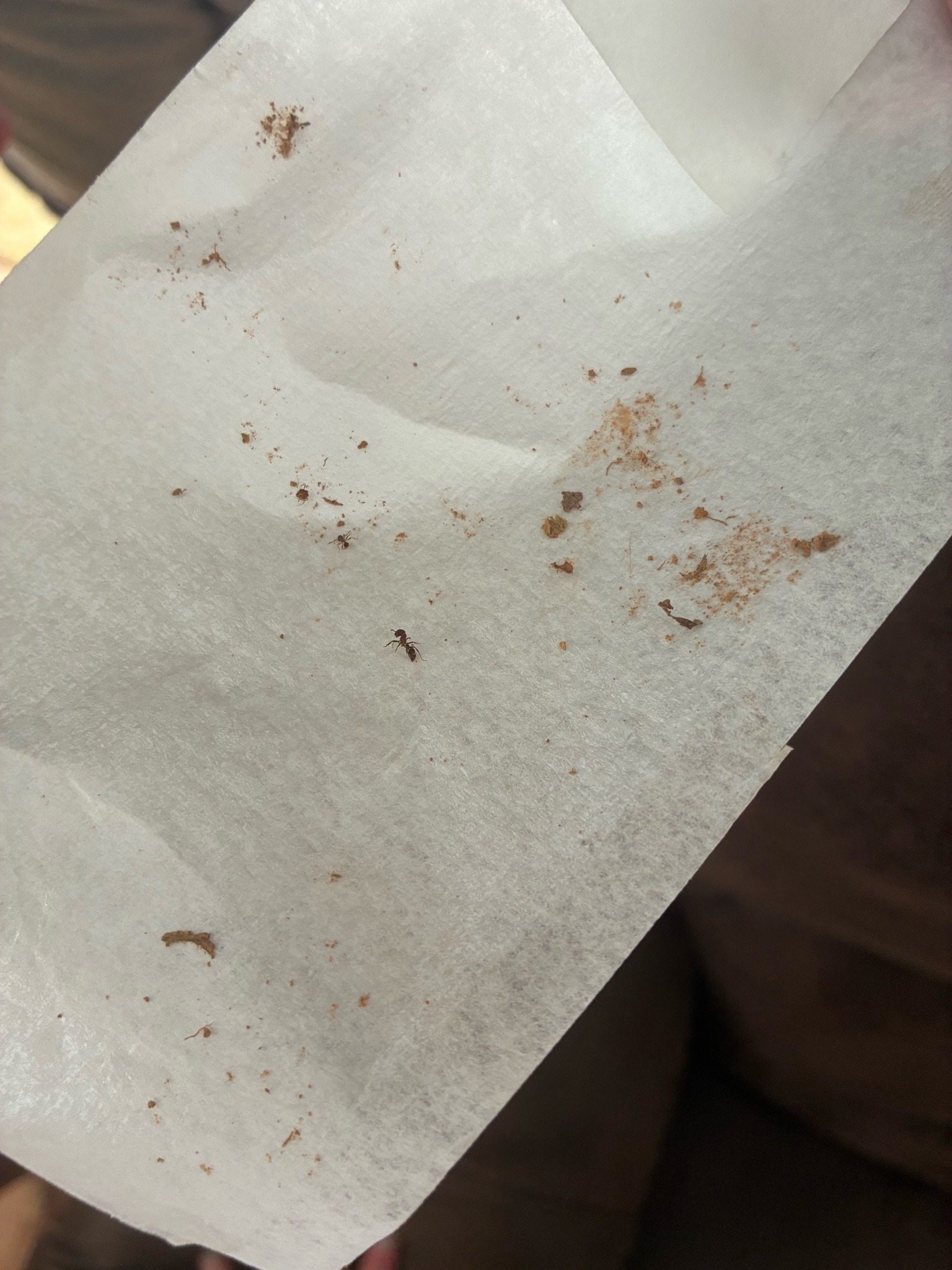 Pharaoh Ant