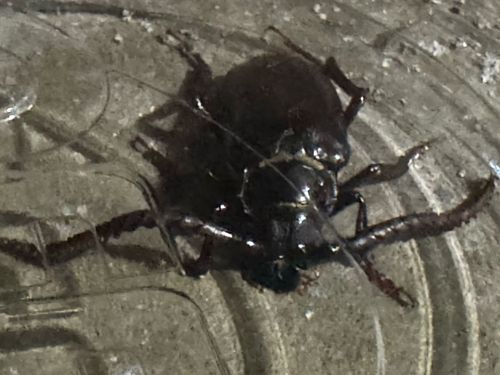 Ground Beetle