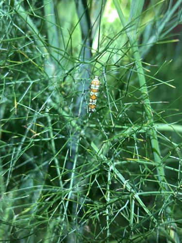 Ailanthus Webworm Moth (larva)