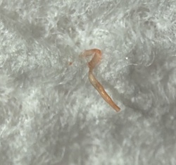 Earthworm (Juvenile/Fragment)