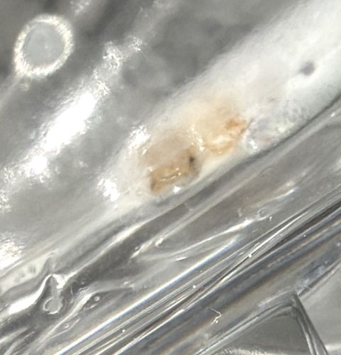 Indian meal moth (larva/cocoon stage)