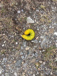 Hog-nosed Snake Caterpillar