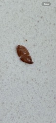 Moth Pupa / Case-bearing Moth Larva