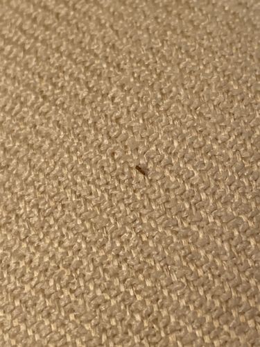 Carpet beetle (larva)