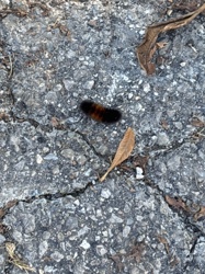 Woolly Bear Caterpillar