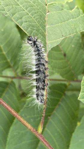 Fall Webworm