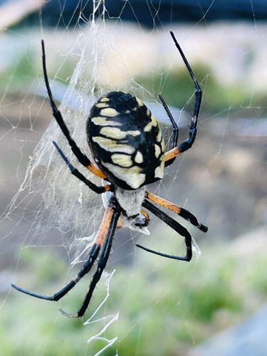 Yellow Garden Spider