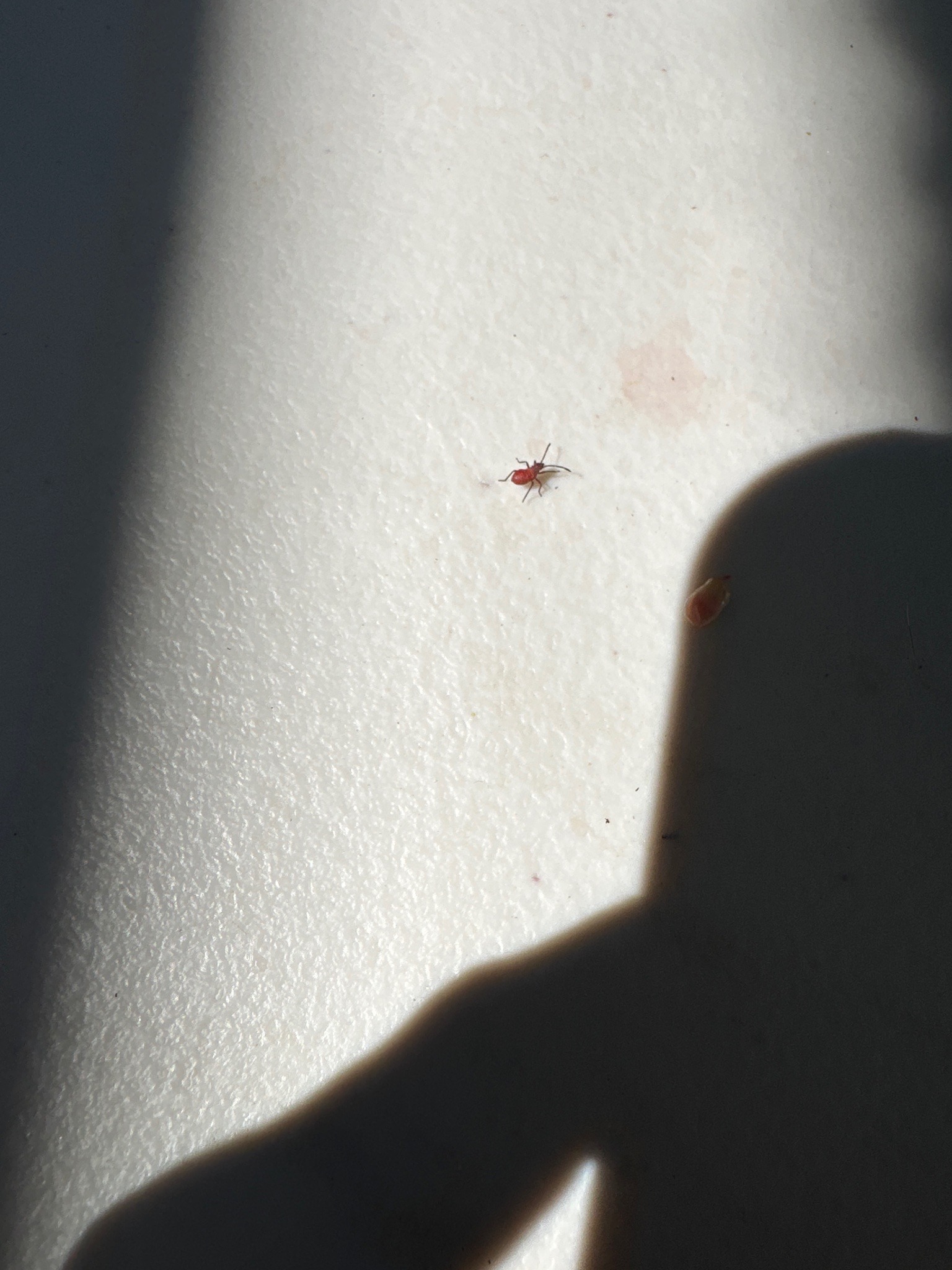 Boxelder Bug Nymph