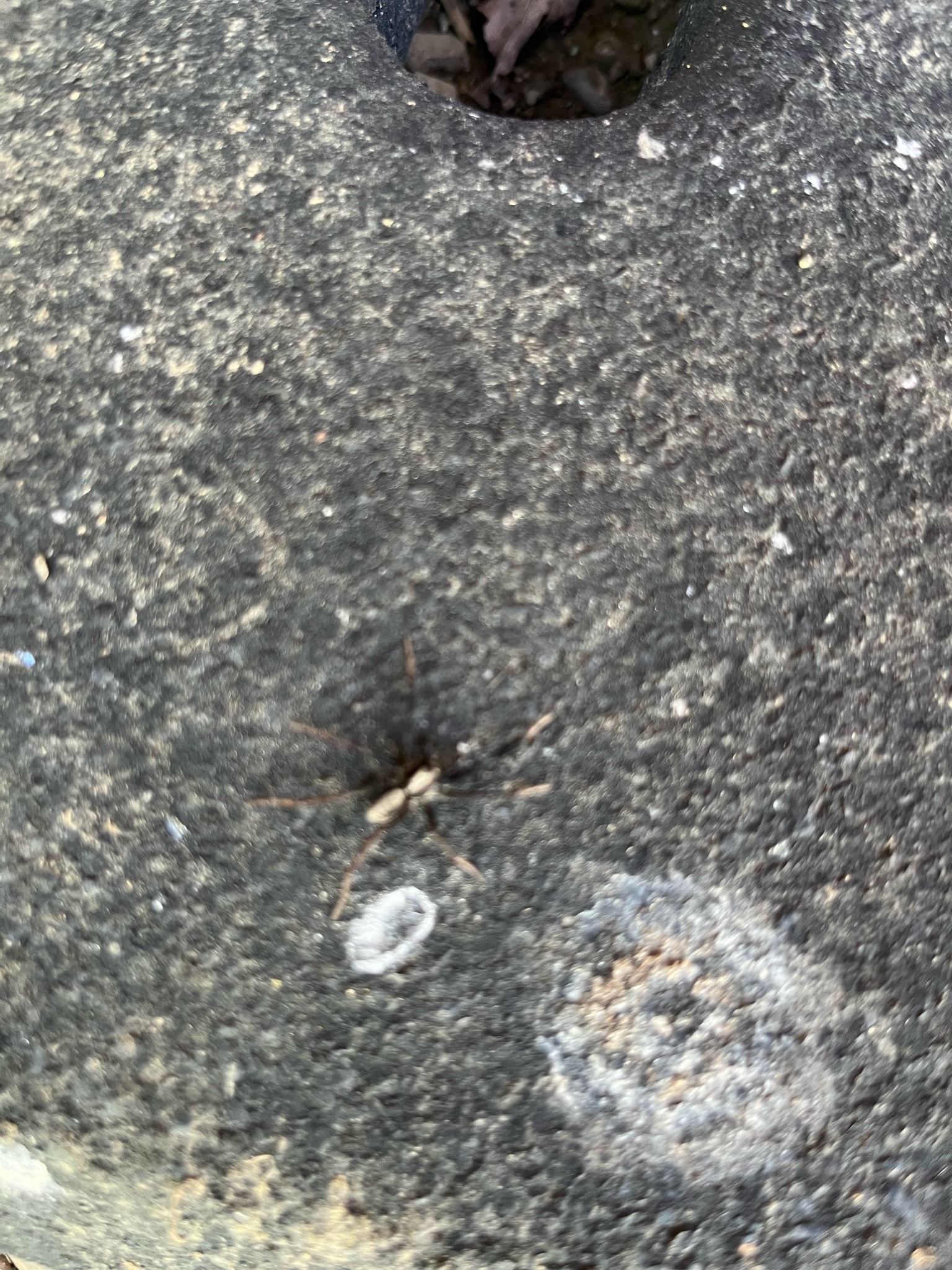 Nursery Web Spider