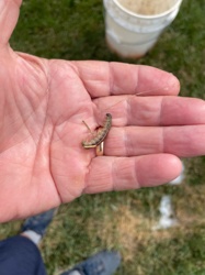 Cutworm (larva)