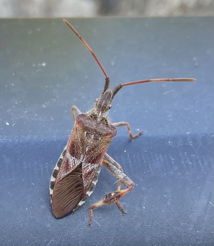 Western Conifer Seed Bug