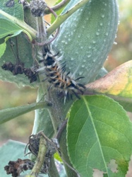 Milkweed Tussock Moth Caterpillar, Milkweed Tiger Moth Caterpillar
