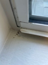 Drywood Termite (Frass)