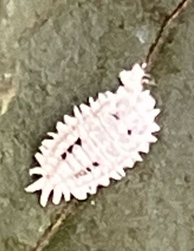 Mealybug
