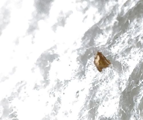 Lawn Shrimp (also known as House Hopper or Land Amphipod)