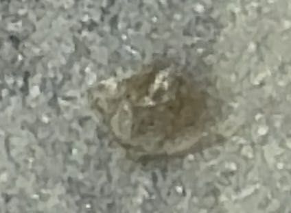 Debris-Carrying Lacewing Larva (often called "Trash Bug" or "Junk Bug")