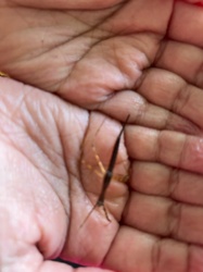 Water Scorpion