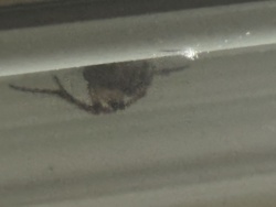 Funnel Weaver Spider (or Grass Spider)