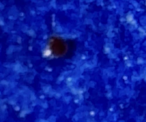 Bed Bug