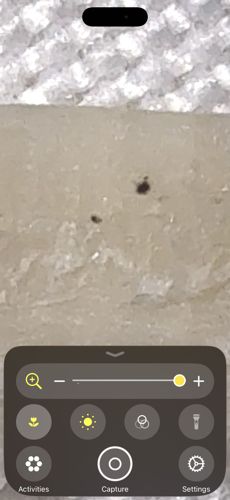 Bird Mite