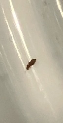 Booklouse (or Psocid)