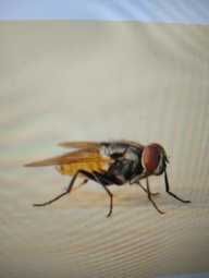 House Fly