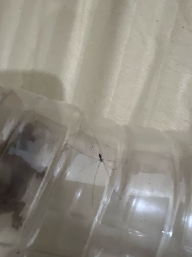 Cellar Spider (or 'Daddy Long-Legs' in some regions, though this term can also refer to harvestmen)