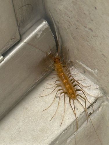 House Centipede