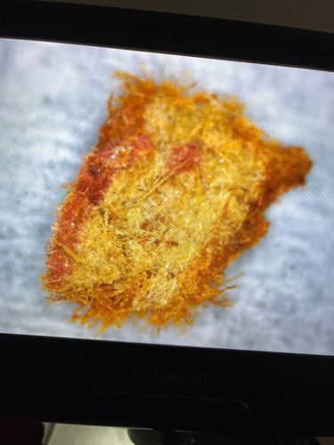 Case-bearing Clothes Moth