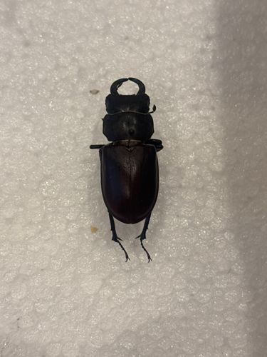 Stag Beetle