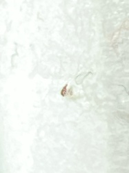 Unidentifiable insect fragment