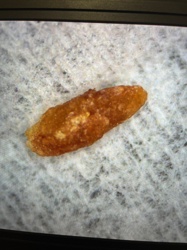 Carpet Beetle Larva (most likely Black Carpet Beetle or Varied Carpet Beetle)
