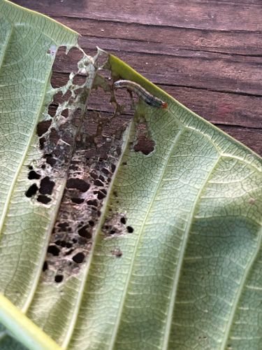 Looper Caterpillar (tentative identification)