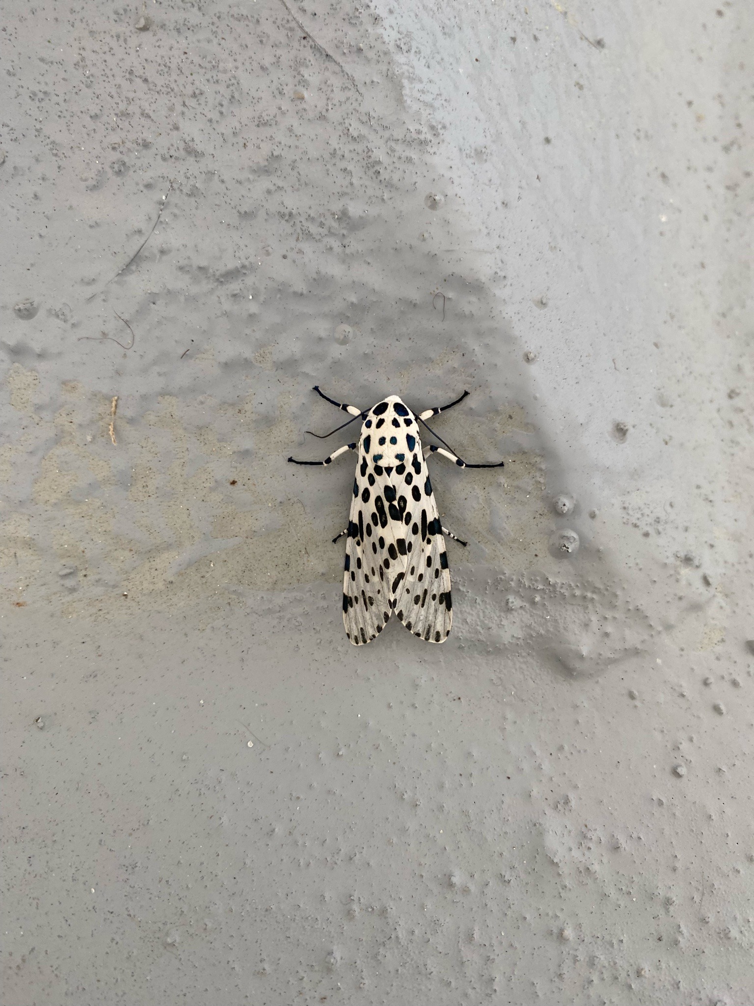 Great Leopard Moth