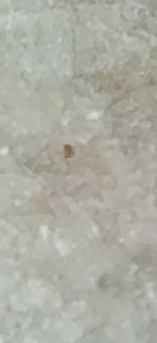 Bed Bug