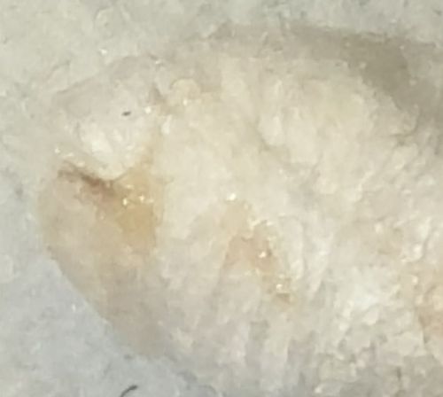 Moth fly larva
