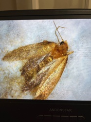 Case-bearing Clothes Moth