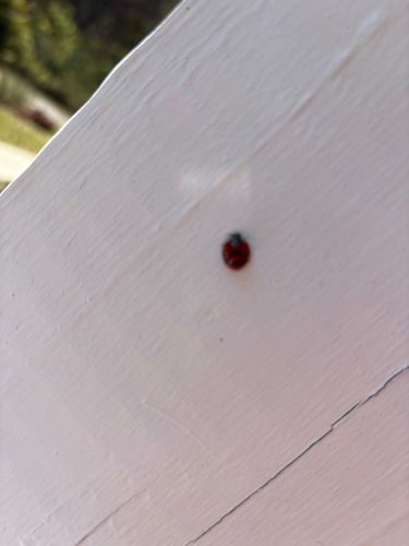 Ladybug (or Ladybird beetle)