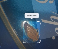 Cockroach (likely American Cockroach)