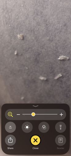 Undetermined (Image lack clarity for identification)