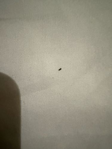 Carpet Beetle (Larva)