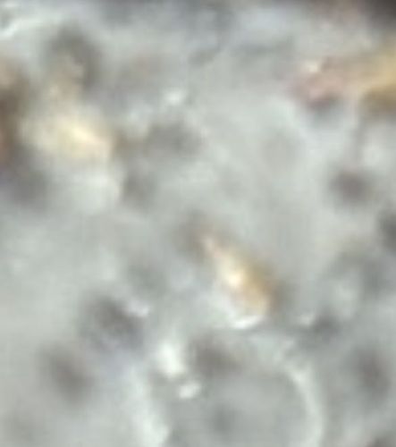 Unidentifiable due to image quality