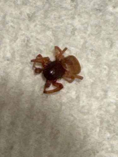 Ground Spider
