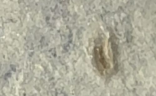 Antlion (Larva) / Doodlebug