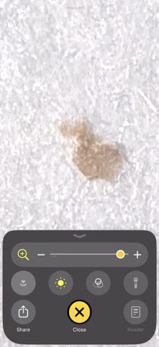 Junk bug (Green Lacewing Larva)