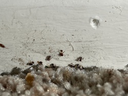 Ants