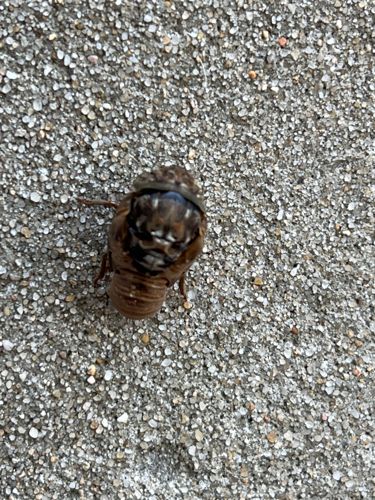 Cicada nymph (exuvia)