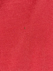 Carpet Beetle (likely Varied Carpet Beetle or Black Carpet Beetle)