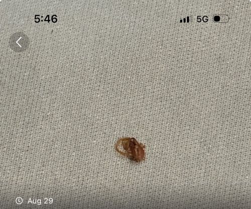 Bed Bug (Likely a nymph or recently fed adult)